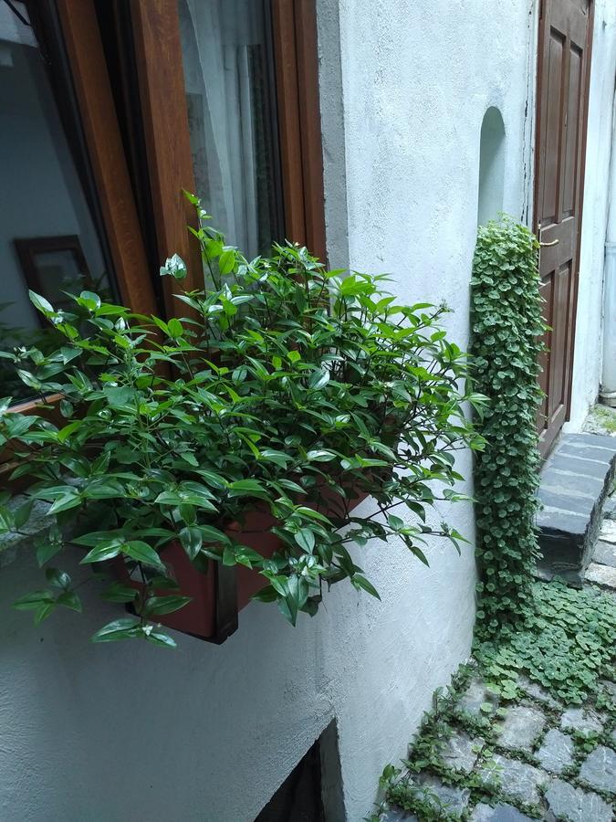 Guesthouse Postavarului Braşov Exteriör bild